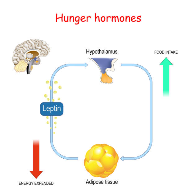 Appetite, leptin hormone and adipose tissue Appetite, leptin hormone and adipose tissue. Leptin the satiety hormone. vector diagram off balance stock illustrations