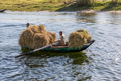 Farmers transporting their cattle feed in a row boat on the nile river, near Luxor, Egypt.