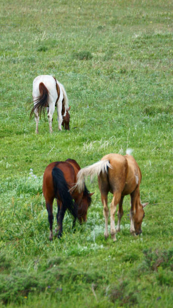 istock Three Horses Grazing on a Hillside 1 1269390861