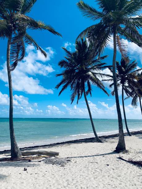 istock Punta Cana, Dominican Republic 1269392954