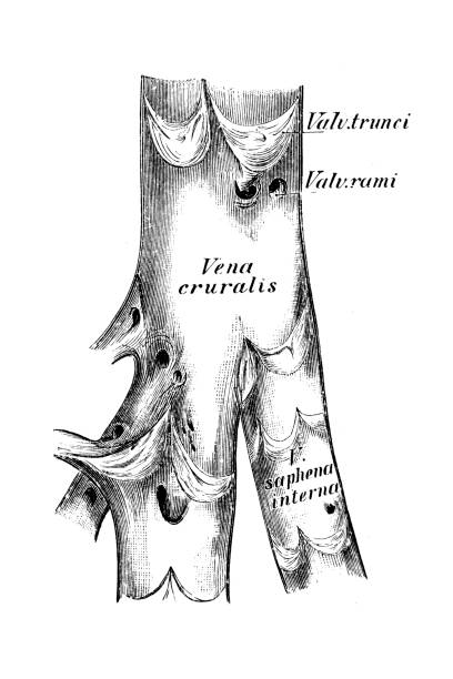 카컨트리 정맥 단면 - antithrombin stock illustrations