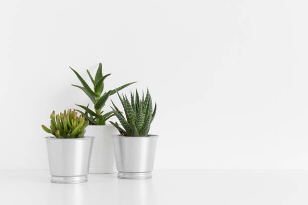 istock Various types of cactus and a succulent plant in a pots on a white table with blank copy space. 1269393920