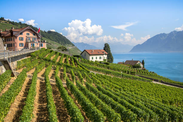 Vineyards in Lavaux region, Switzerland World famous vineyards in Lavaux region in Chexbres, Switzerland montreux stock pictures, royalty-free photos & images