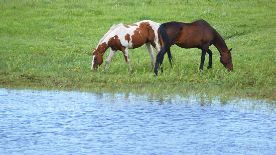Two horses, a Paint, and a Bay face in opposite directions as they graze peacefully on the lush green grass next to a freshwater pond.  A slight breeze creates ripples on the blue surface of the pond.  A reflection of the horses can barely be seen at the edge of the water.