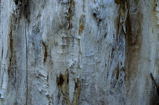 Willow bark as texture. Extraordinary background, screensaver. Nature design. Old willow tree trunk with bark, flattened, with cracks in texture. Natural wood background. Macrophoto