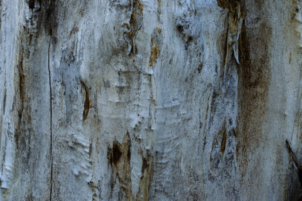 ствол плачущего ивы. текстурный фон с трещинами в коре старой ивы. область вставки текста - willow tree weeping willow tree isolated стоковые фото и изображения