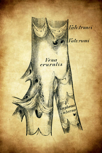 illustrazioni stock, clip art, cartoni animati e icone di tendenza di la sezione trasversale della vena crurale - antithrombin