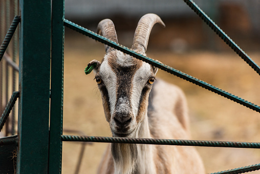spotted goat with horns near fence of corral on farm