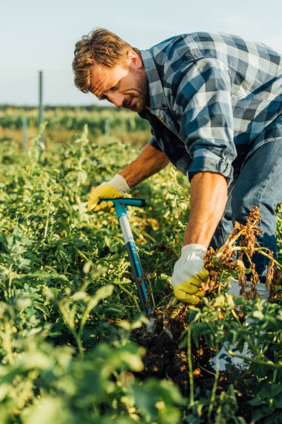 istock selective focus of farmer in checkered shirt digging in field 1269396122