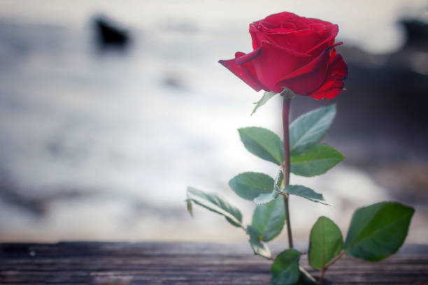 Single red rose on the table on blurry background of sunset light over the sea. With copy space for your text message or design. Love and still life concept.