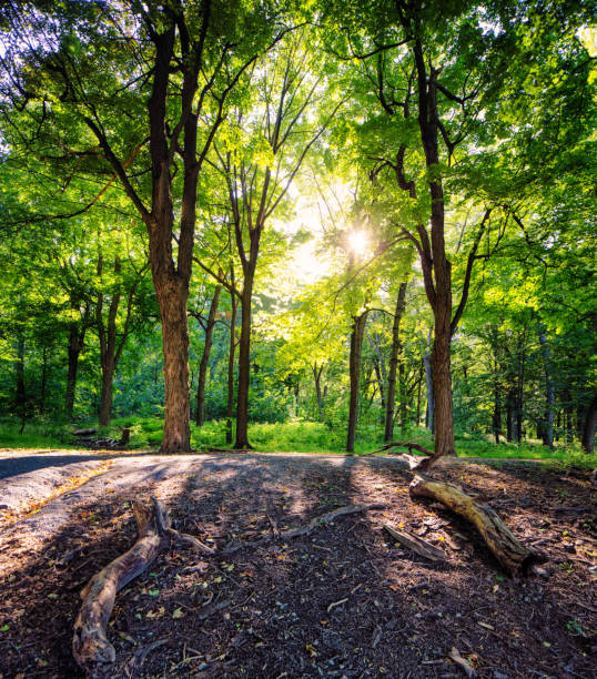 Montreal Park Mont-Royal forest near sunset
