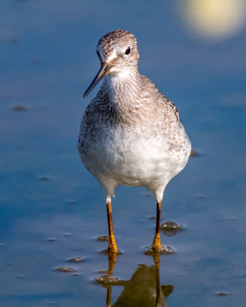 istock Lesser Yellow legs wading bird at Huntley Meadows Park 1269400116
