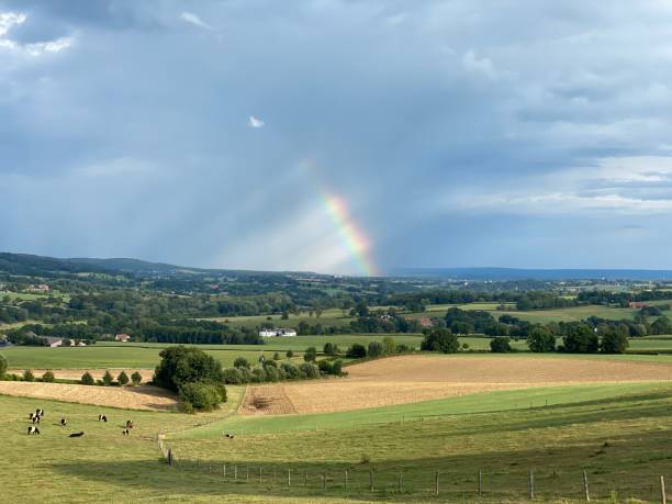 istock Grazing Lakenvelder cows with rainbow 1269402039
