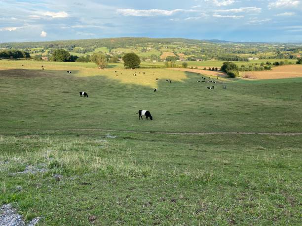 istock Grazing Lakenvelder cow cattle 1269402042