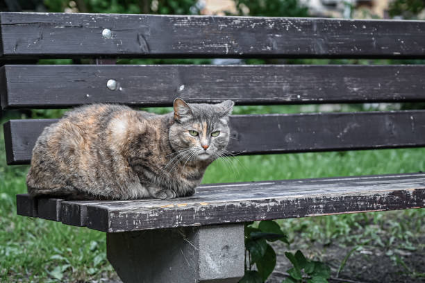 istock Lonely lovely multicolored cat sitting on a bench in spring park. 1269402197