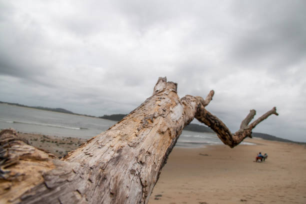 Dead tree branches on the beach in Florida