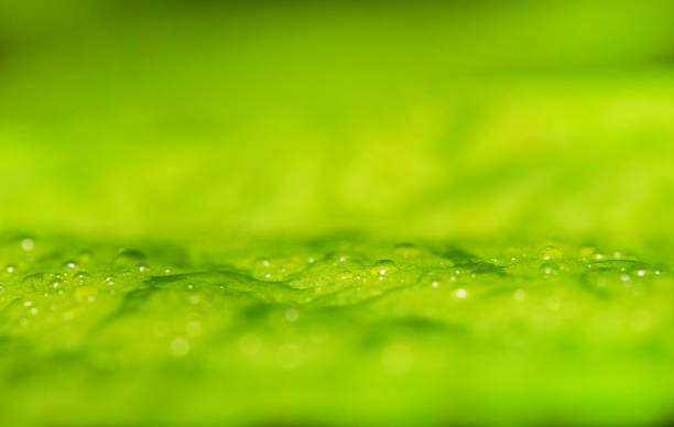 istock Macro shot of green leaf with raindrops. Suitable for background. 1269403904