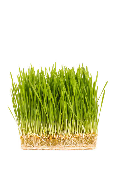 istock Wheatgrass isolated on the white background 1269403990