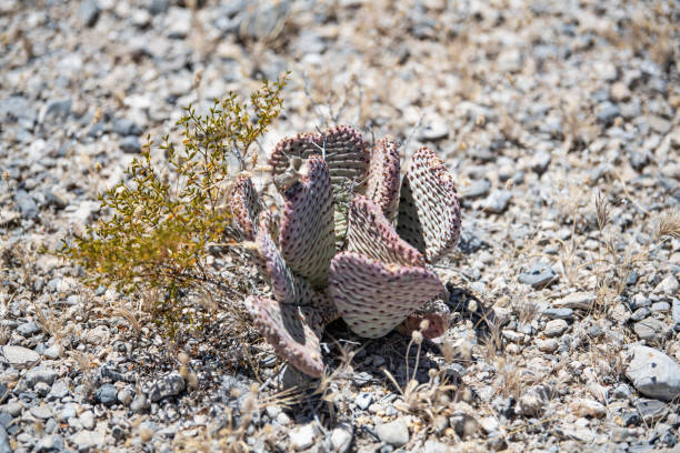 A large golden barrel cactus (Kroenleinia grusonii) with a small yellow flower, photographed in a public park in Santa Cruz on the Spanish island of Tenerife.