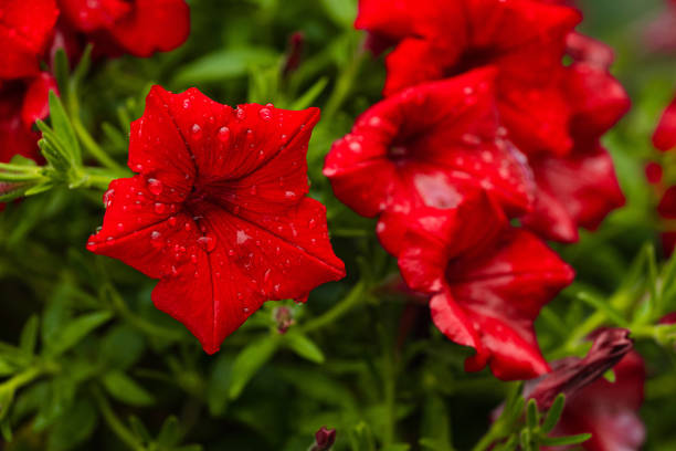 Picture of beautiful red petunia flower with dew droplets in the garden