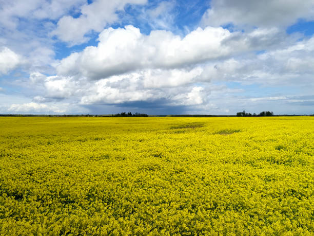 istock Yellow blooming rapes field landscape during springtime 1269406611