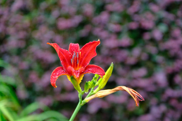 istock Tiger Lily with Purple Flowers in Background 1269407489
