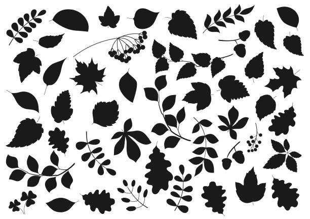 ilustraciones, imágenes clip art, dibujos animados e iconos de stock de siluetas de hojas, hojas de árboles e iconos de semillas - tree hawthorn isolated cut out
