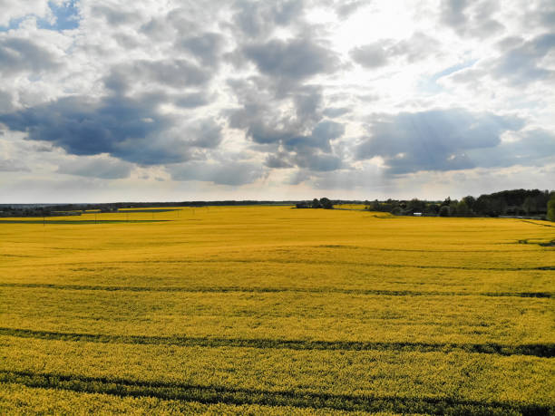istock Aerial view of yellow rapes field 1269408320