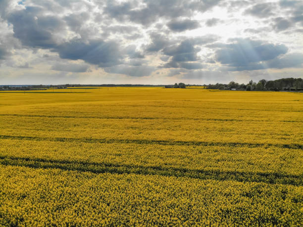 istock Aerial view of yellow rapes field 1269408335