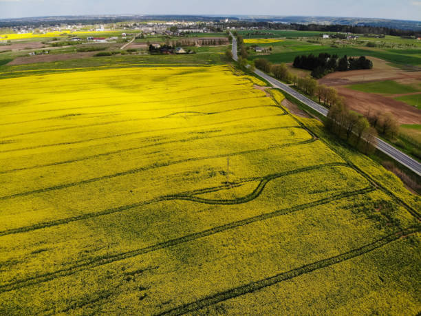 istock Aerial view of yellow rapes field 1269408351