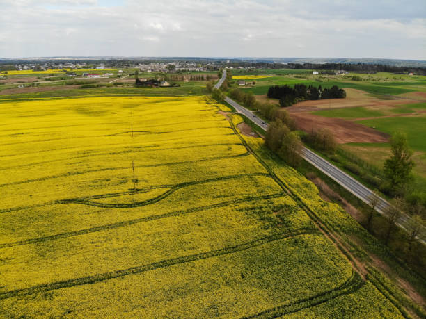 istock Aerial view of yellow rapes field 1269408370