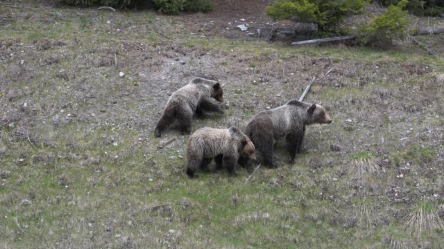 Bear Family in Montana