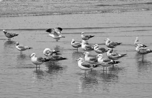 Black and white of seagulls gathered on the beach standing in the water