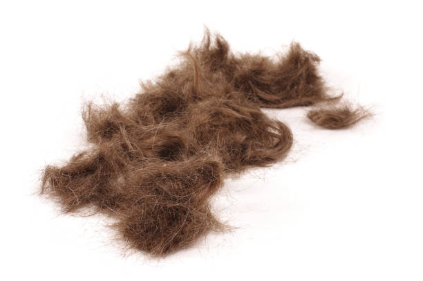 istock Brown male hairs isolated on the white 1269410842