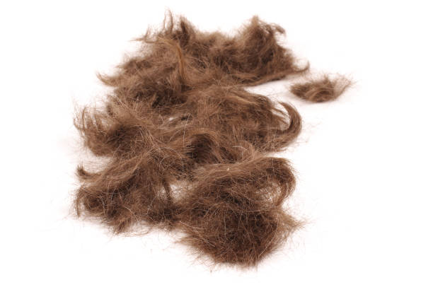 istock Brown male hairs isolated on the white 1269410843