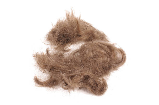 istock Brown male hairs isolated on the white 1269410845