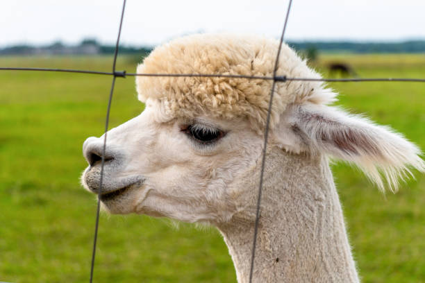 istock Cute peruvian trimmed Alpaca on the Alpaca Farm 1269413884