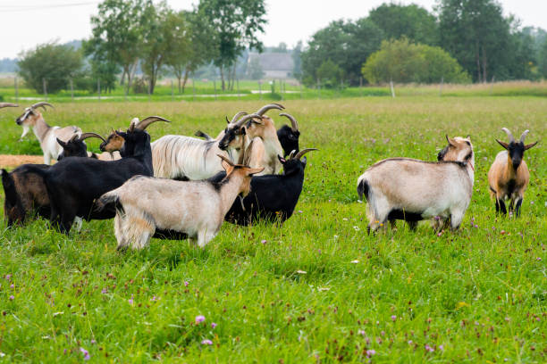 istock A flock of young white and brown goats 1269413885