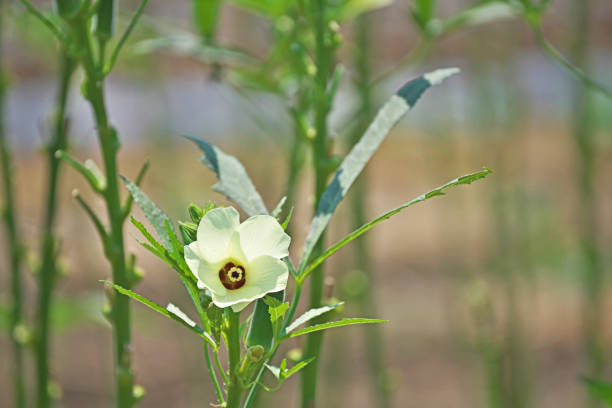 flower of okraOkra Flower