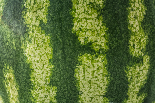 Watermelon , Green striped texture background