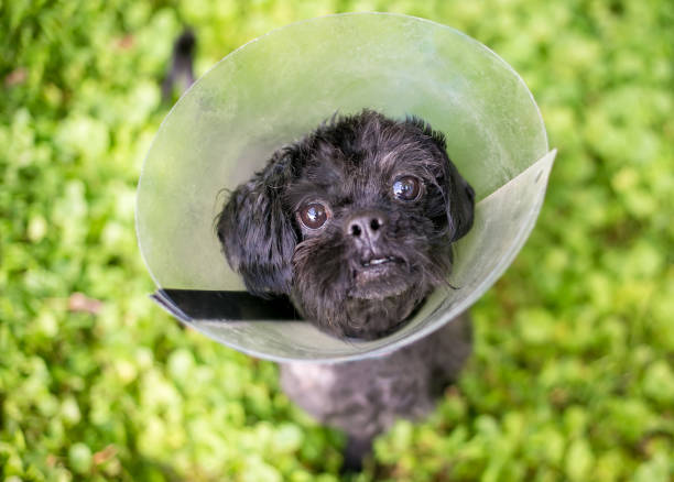 istock A small dog wearing an Elizabethan collar after surgery 1269418677