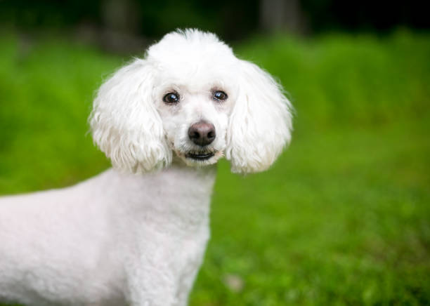 istock A white Poodle dog outdoors 1269419194