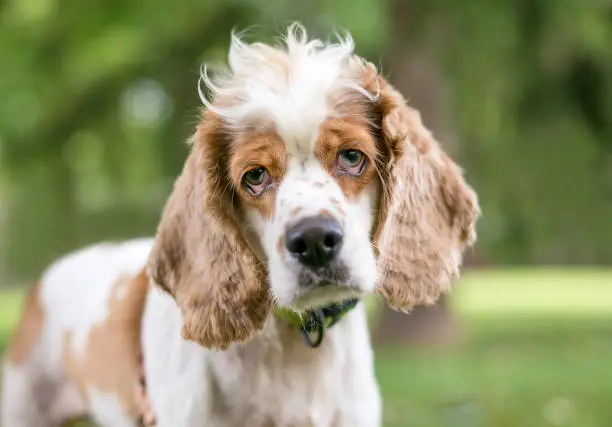 Photo of A Cocker Spaniel mixed breed dog with ectropion