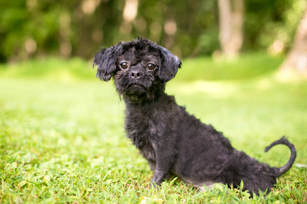 istock A scruffy black mixed breed dog outdoors 1269419206