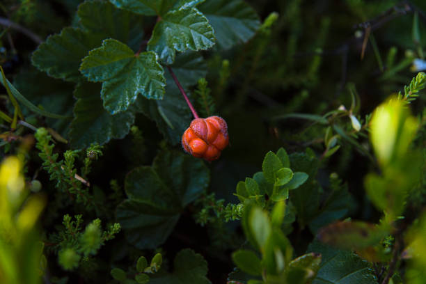 rubus chamaemorus, also known as Cloudberry, aqpik, averin, bakeapple, evron, also knotberry, knoutberry, low-bush salmonberry, this nordic berry is rare and very tasty.
