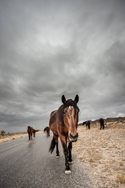 Wild horses in the desert of Nevada in the United States