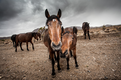 Wild horses in the desert of Nevada in the United States