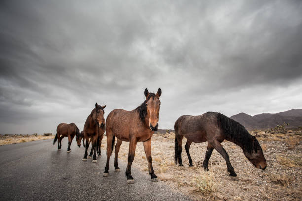 istock Wild horses of Nevada 1269422502