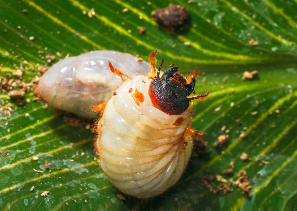 large Japanese rhinoceros beetle (Allomy dichotoma) larvae wriggling around stock photo