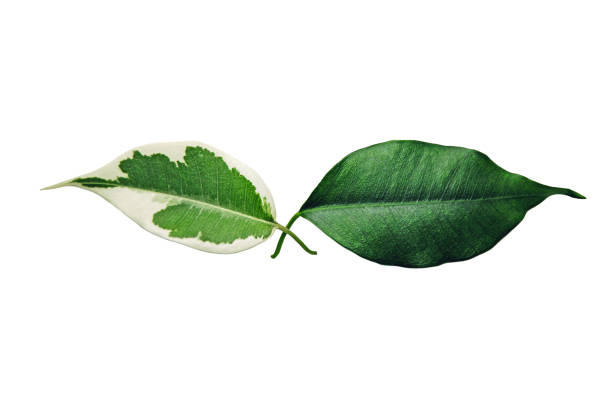 Two green Benjamin tree leaves isolated on white, skin pigmentation symbol